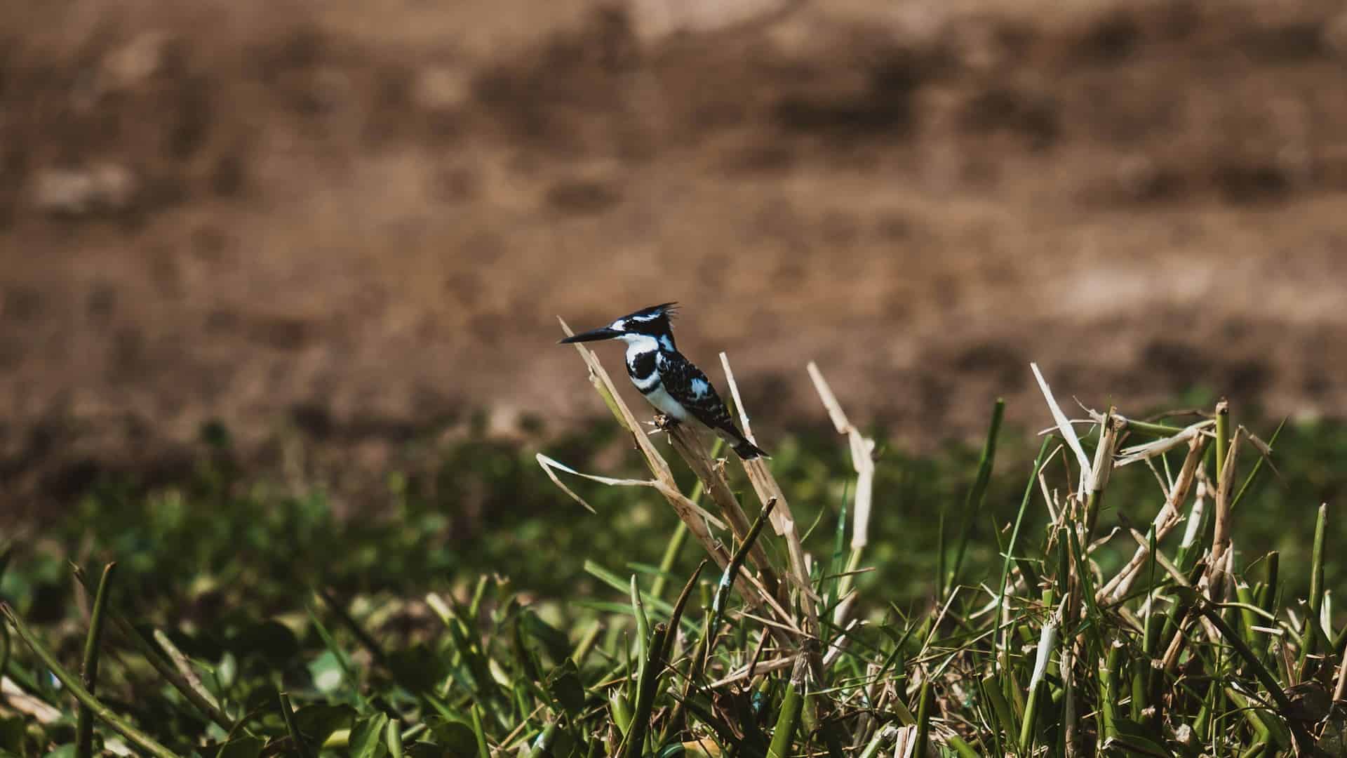 A Kingfisher perches in the reeds alongside the Kazinga Channel in Queen Elizabeth National Park.