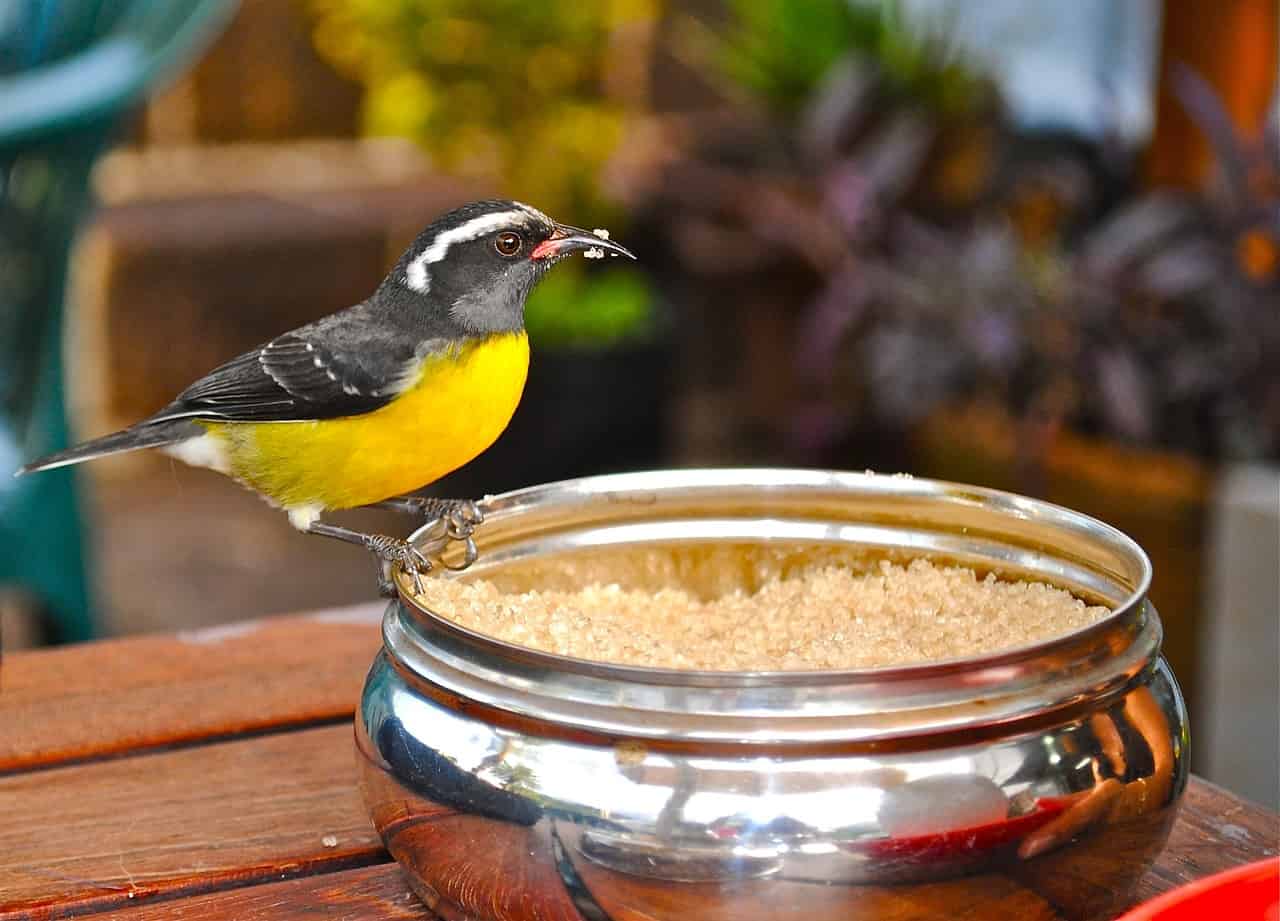 Bananaquit at breakfast in Antigua.