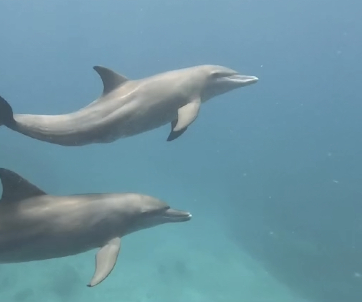Dive with dolphins in the Seychelles.