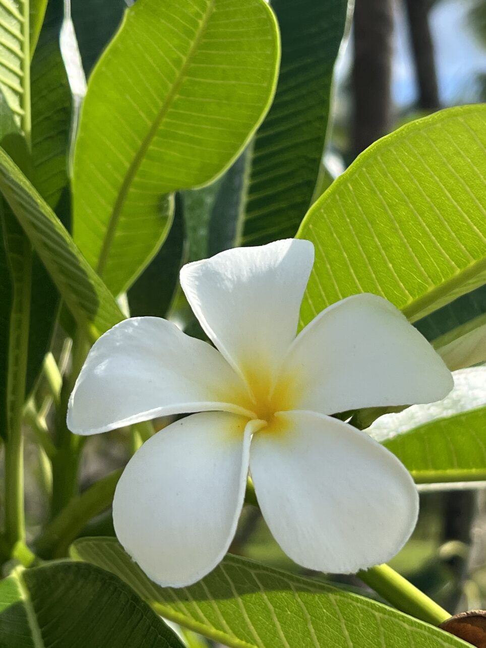Frangipani blossom in the Seychelles.
