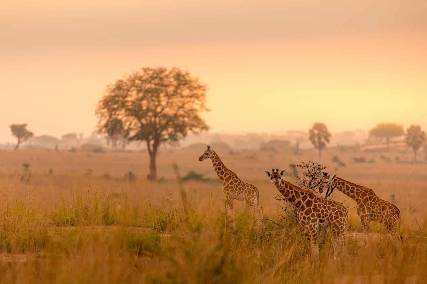 Giraffes in the Murchison Falls National Park in Uganda