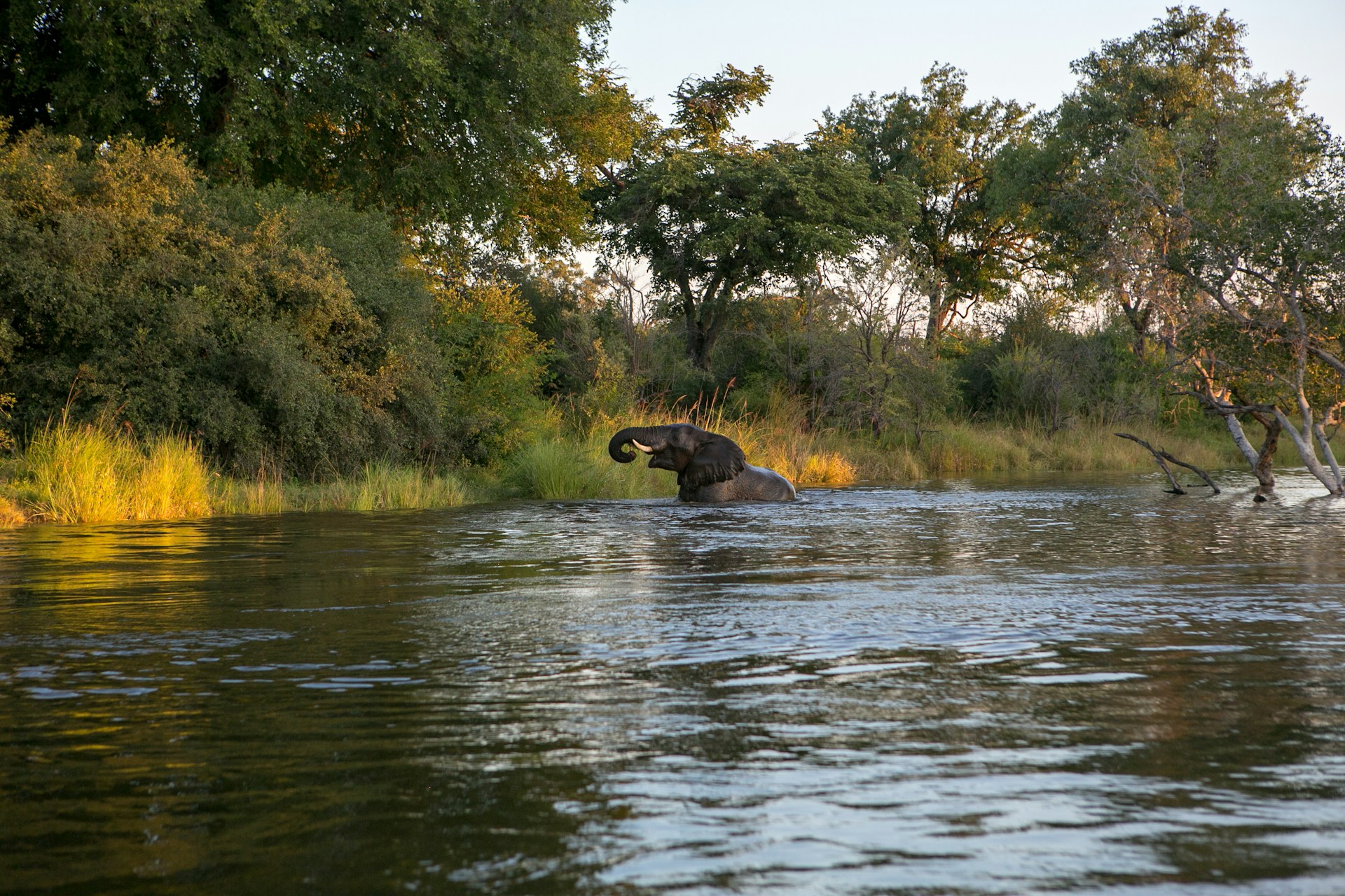 Kayube, Zambezi River, Livingstone, Zambia
