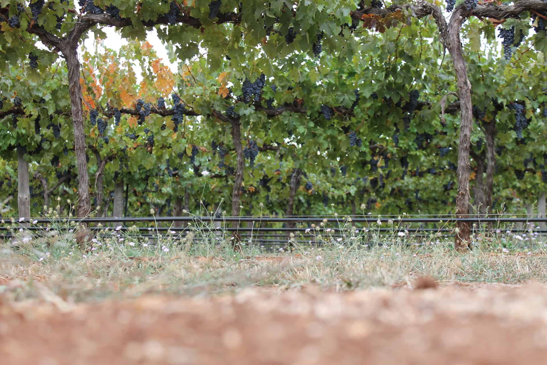 Terra Rossa and grapes in Coonawarra in Australia. 