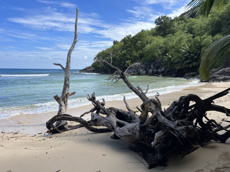 Washed up tree on the way to Anse Cabot, Seychelles.