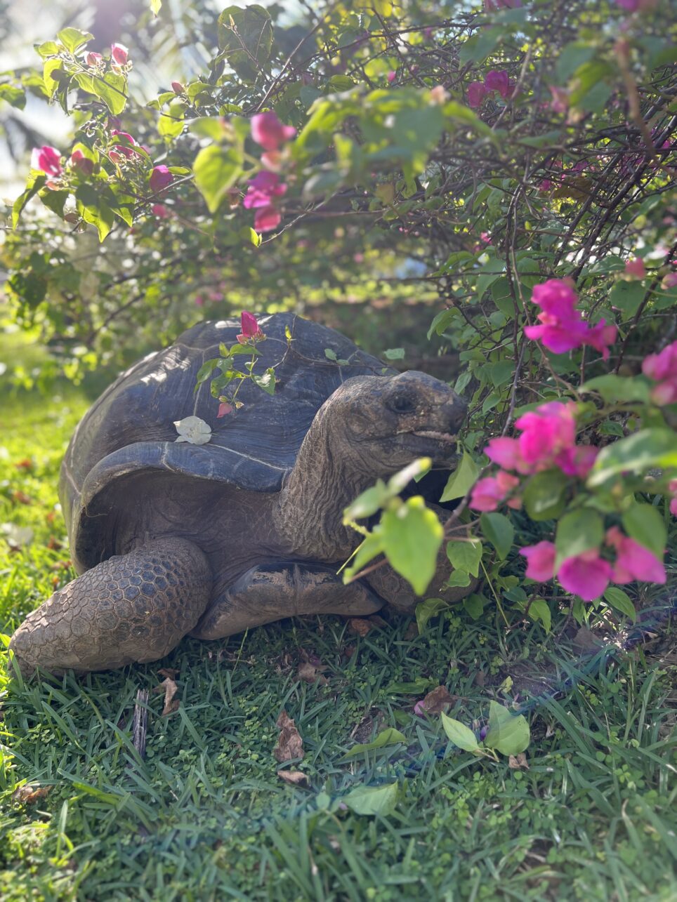 Tortoises - a great little miracle