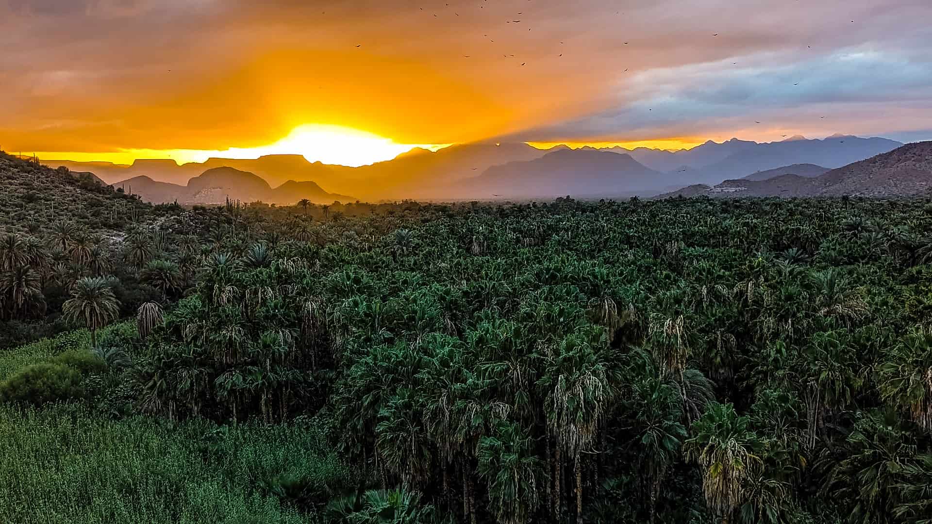 Sunset and vultures in Mulegé, Baja California Sur, Mexico.
