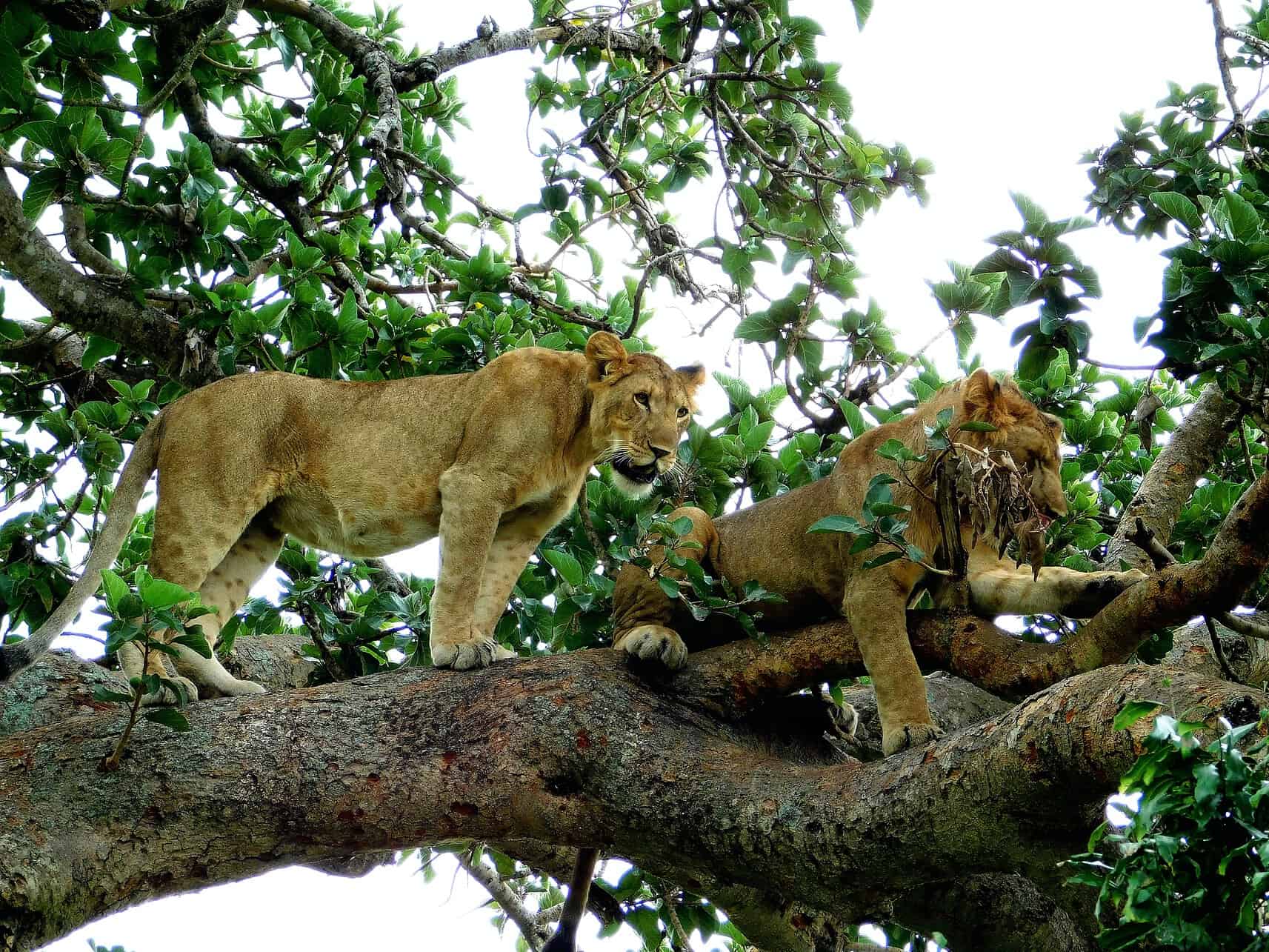 Tree climbing lions in the Queen Elizabeth National Park, Uganda