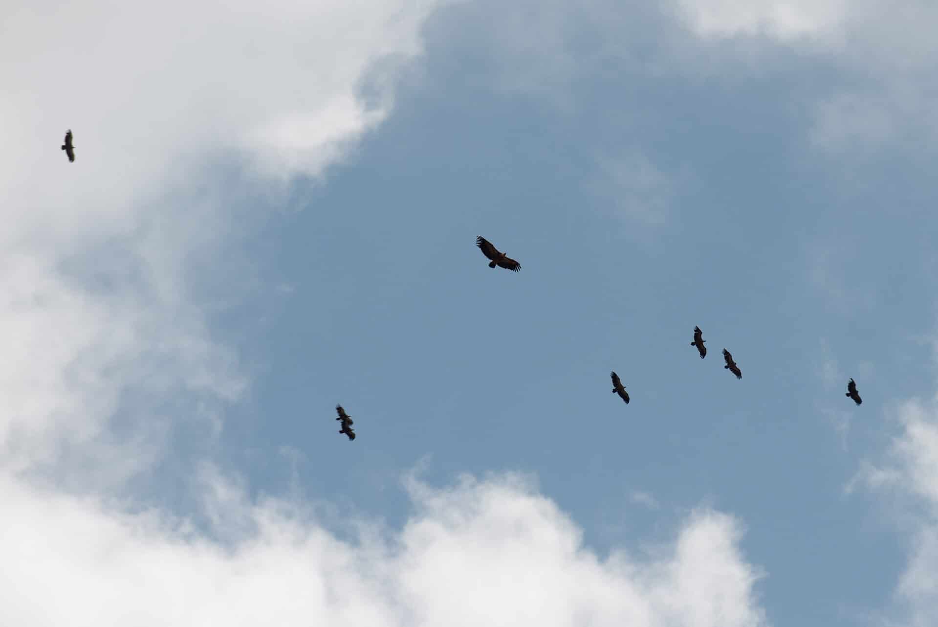 Vultures at the Caminito Del Rey - The King’s Walk in Andalucia, Spain.
