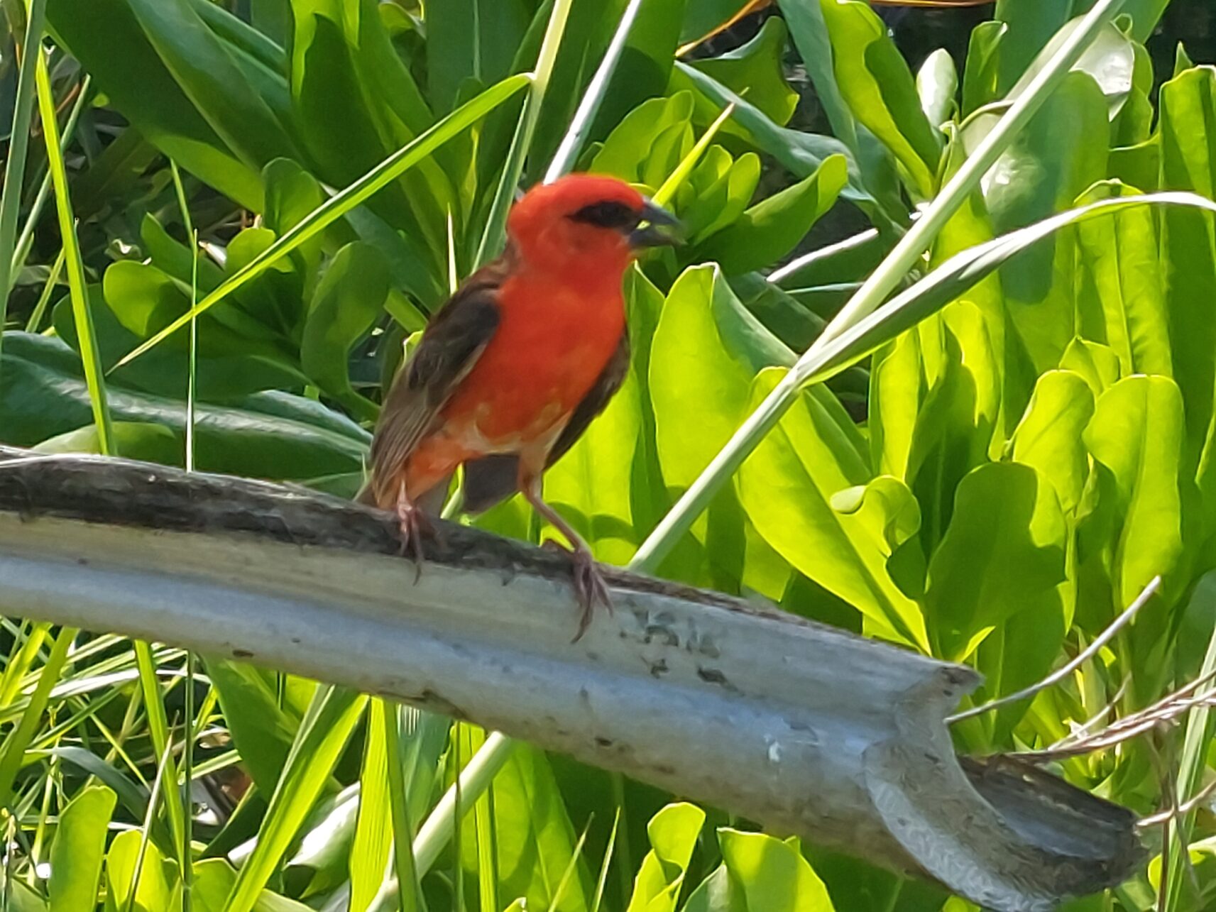 Widowbird in the Seychelles.