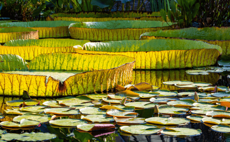 giant victoria regia plants