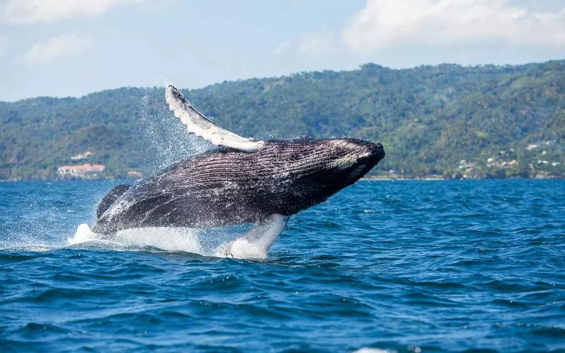 Where can I see whales in Bayahibe, Dominican Republic.